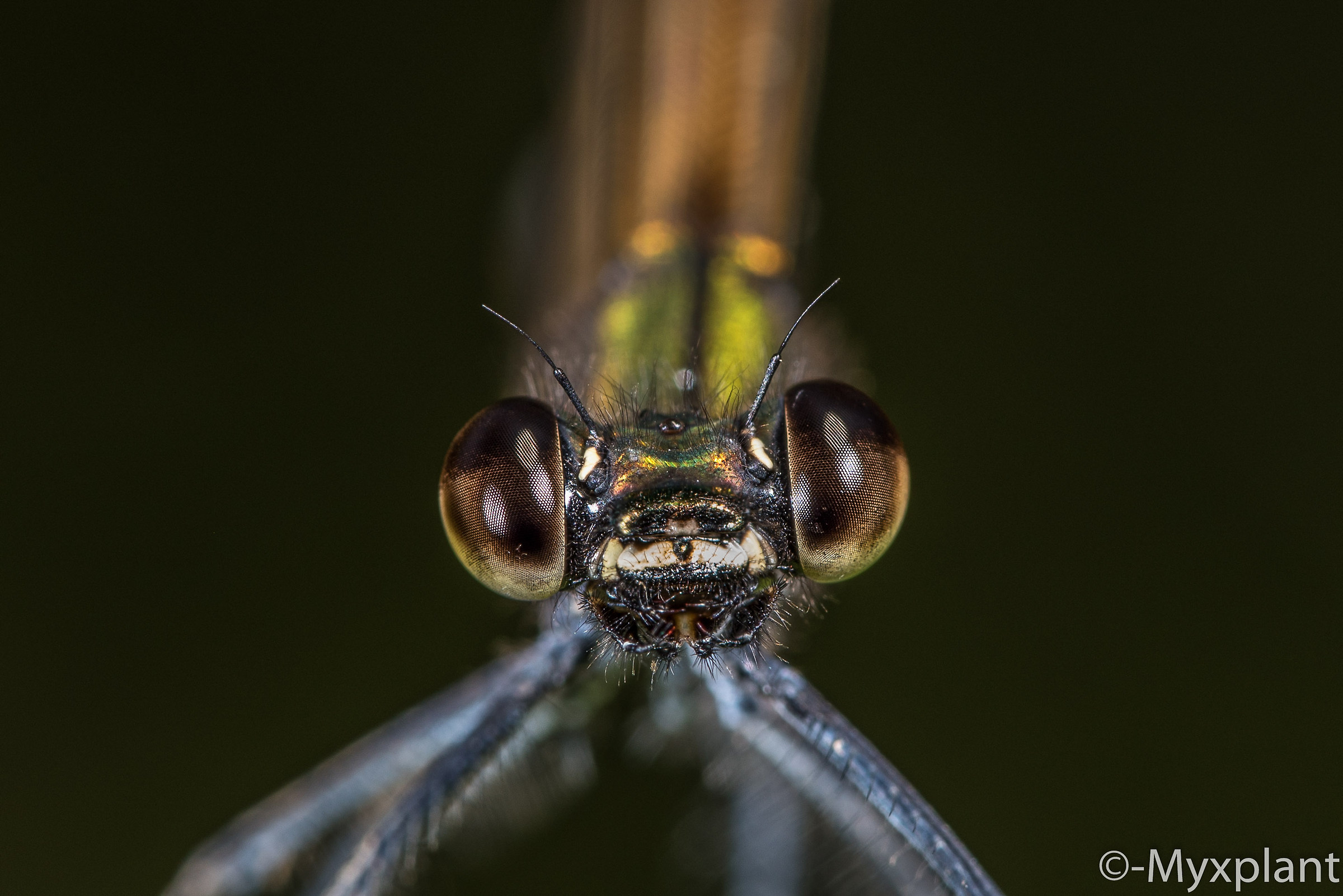 Portrait of dragonfly