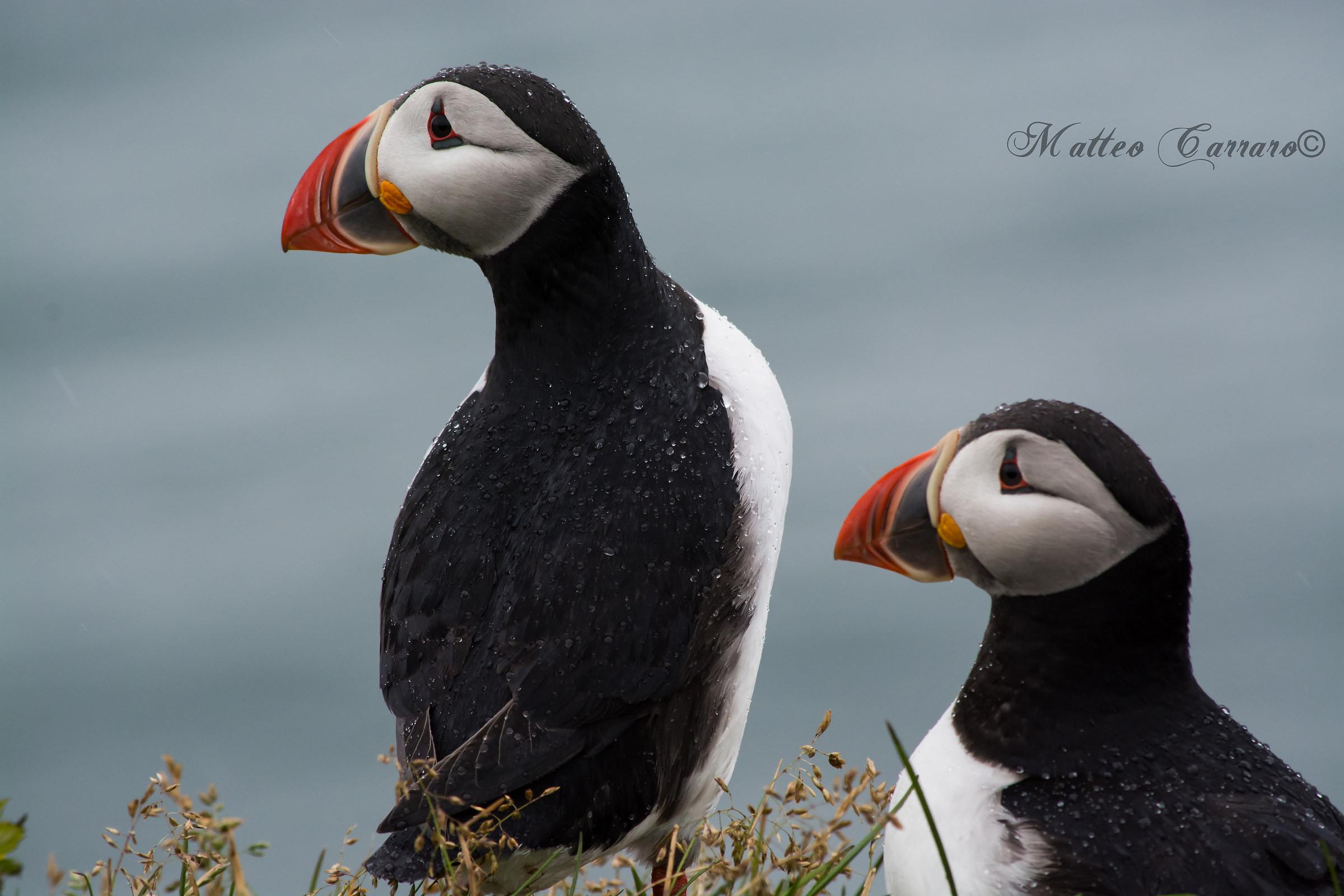 Puffins