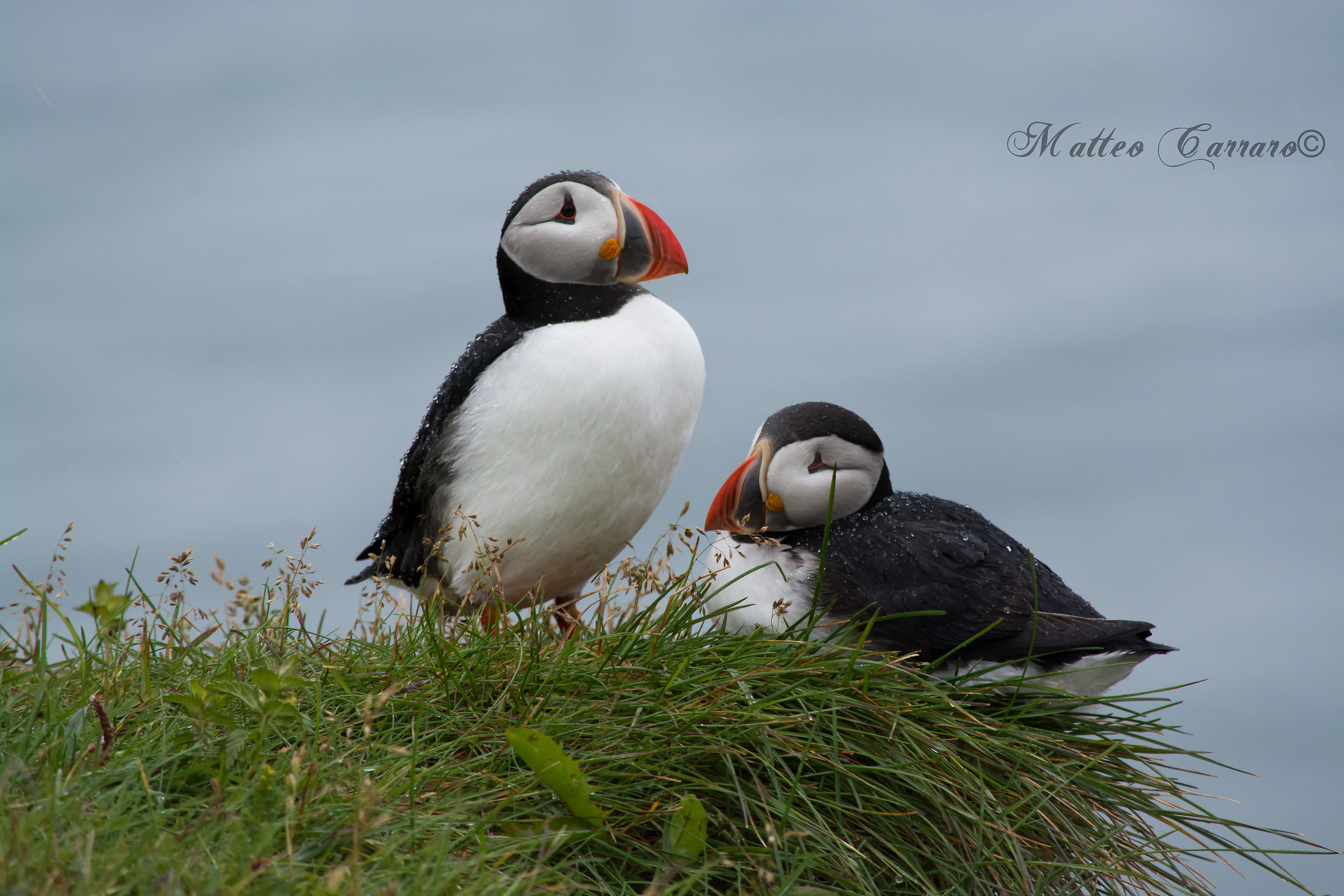 Puffins