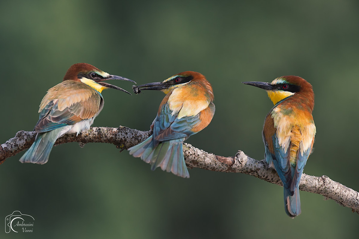 Imbeccata al piccolo gruccione