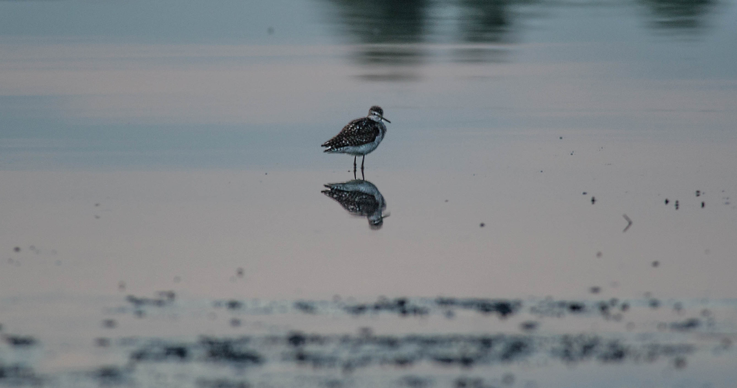 sandpipers painting