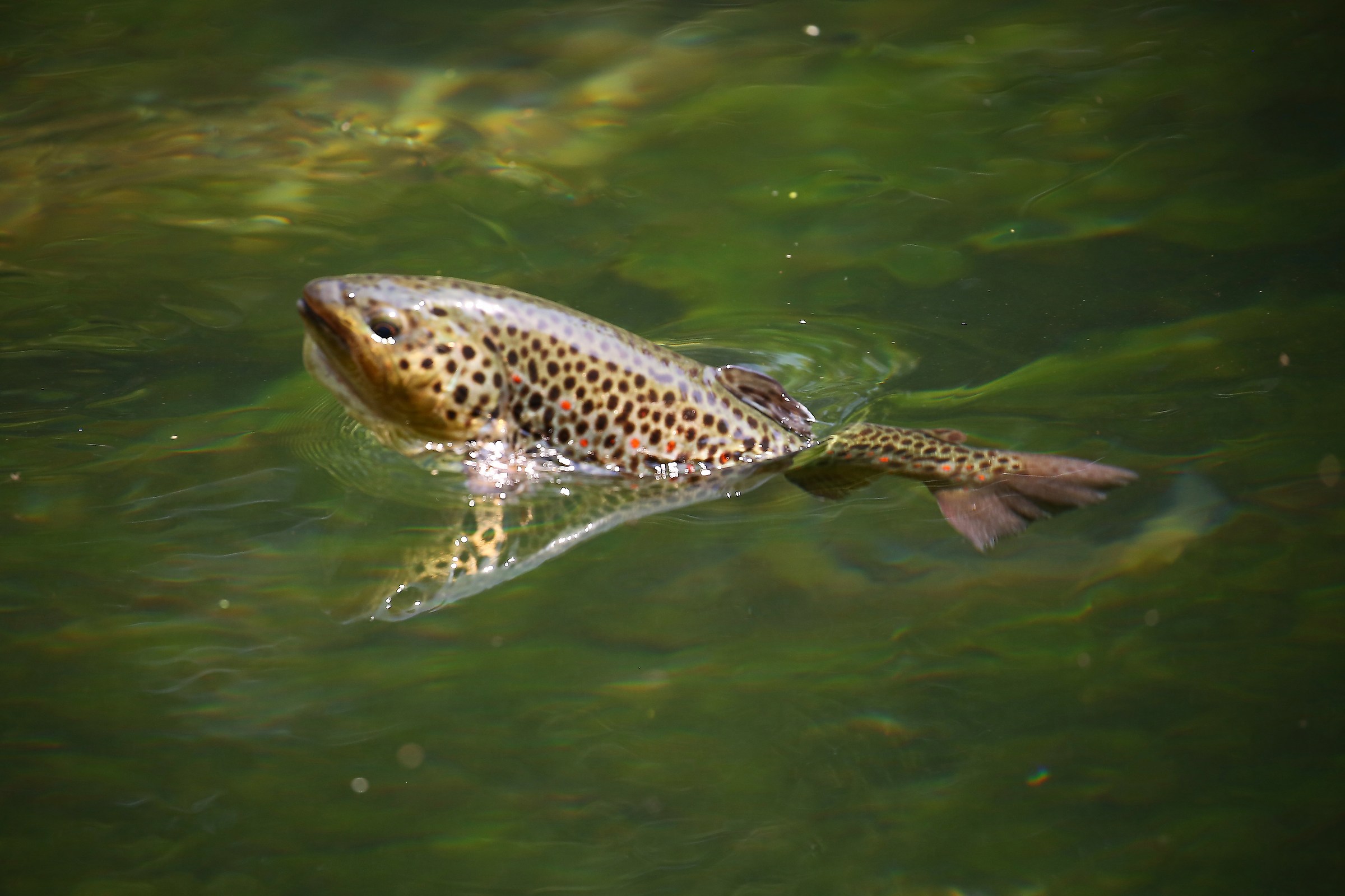 Trout blurry