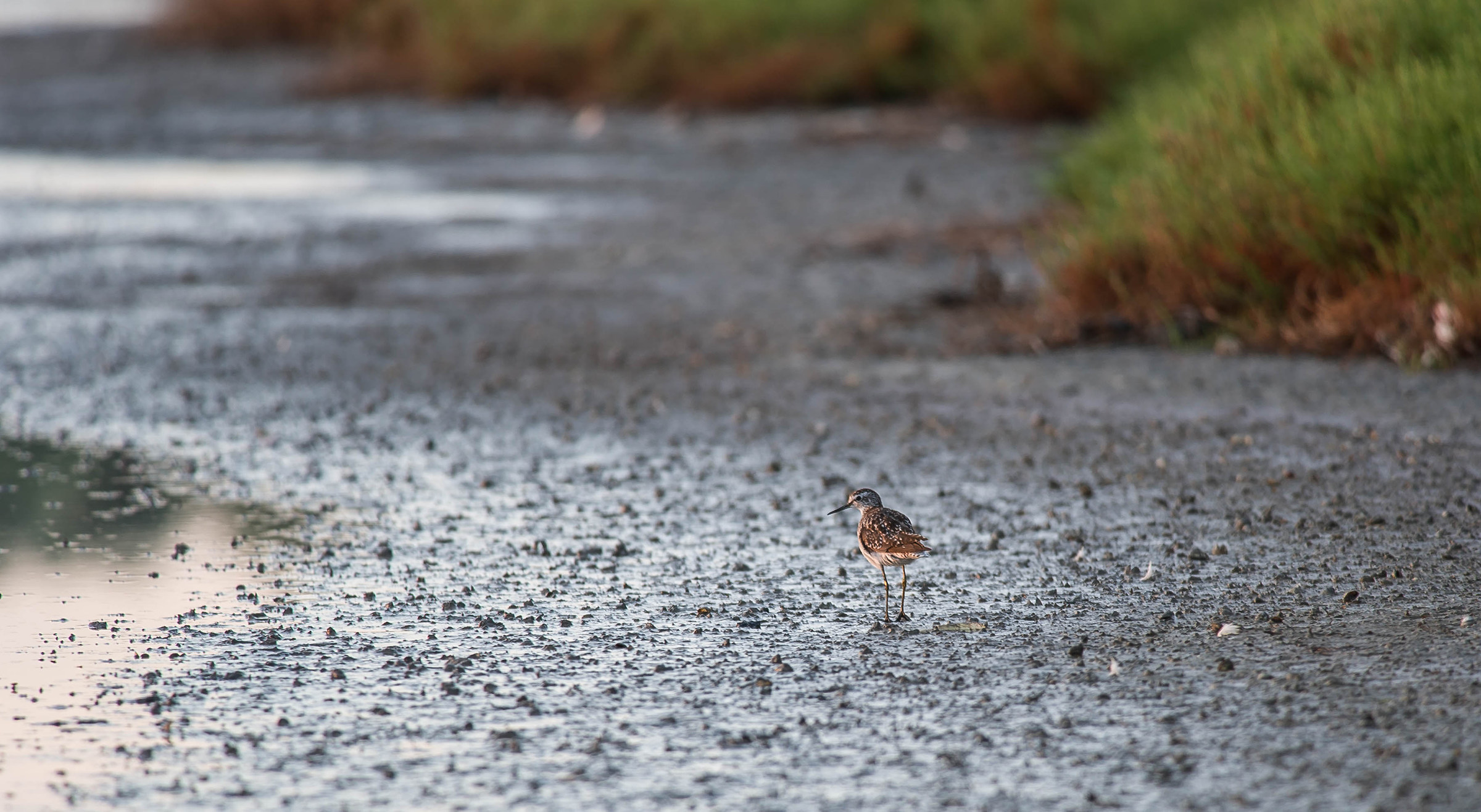 sandpiper