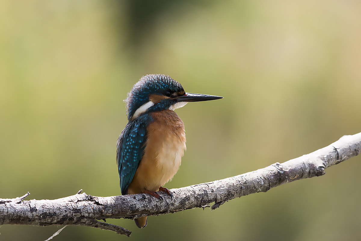 Kingfisher
