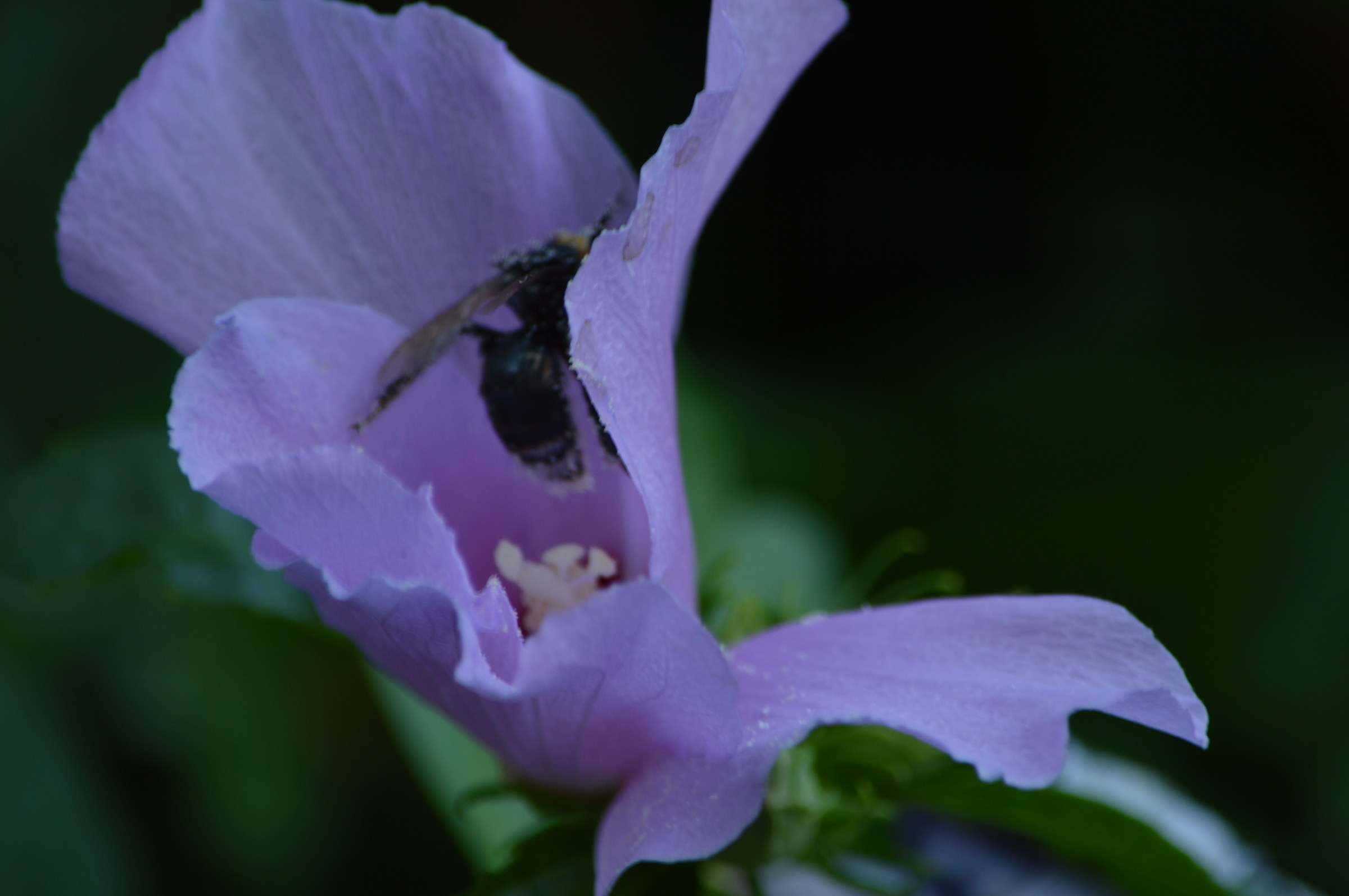 In the garden of my house