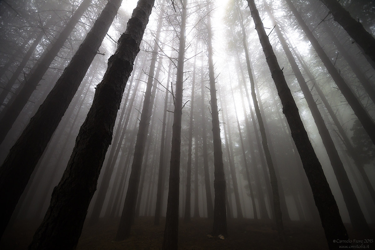 I giganti dell' Aspromonte