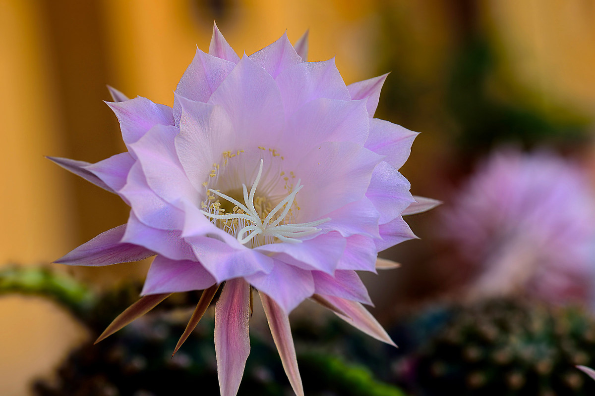 Echinopsis multiplex