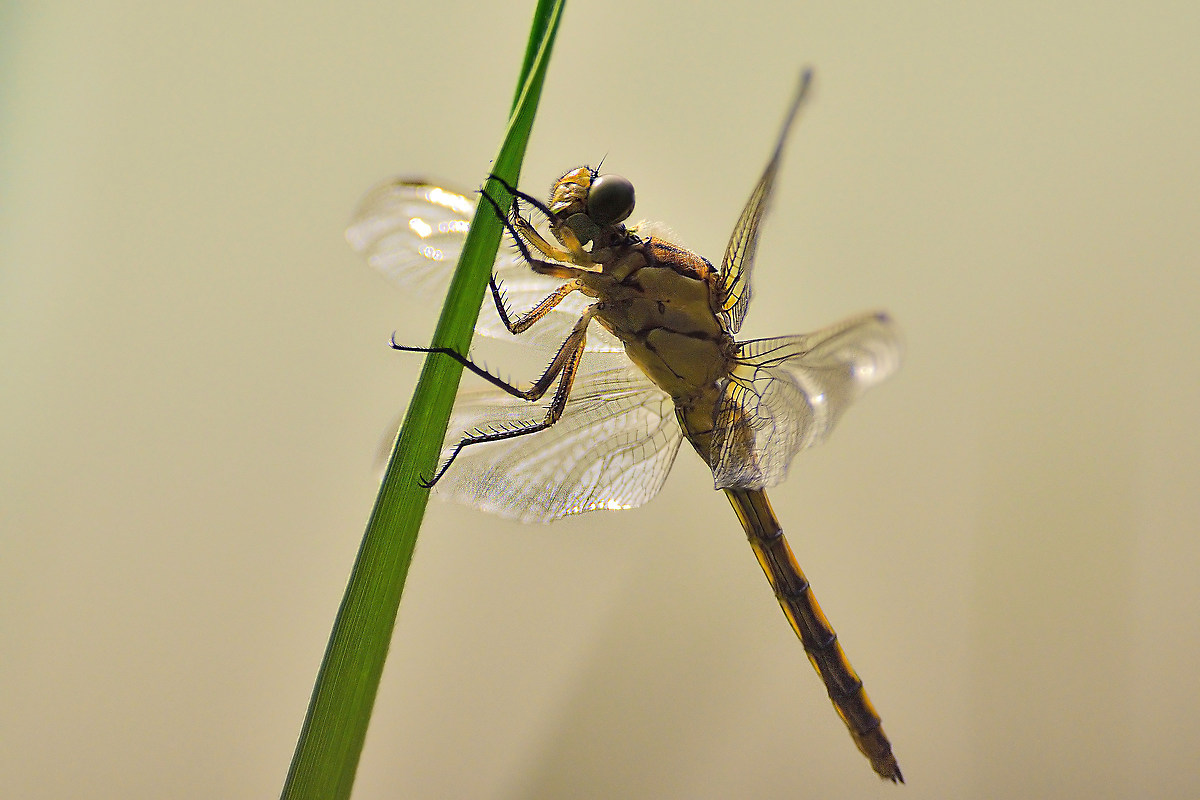 Dragonfly