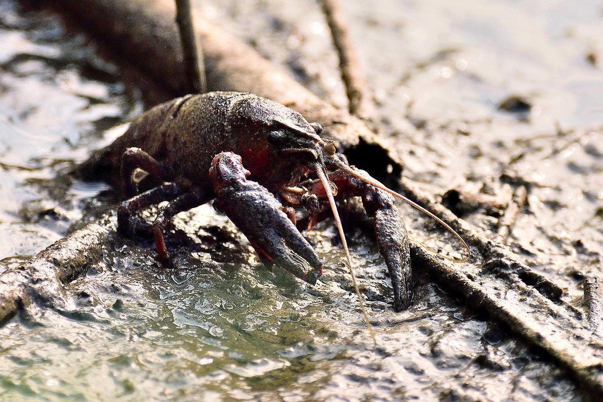 Red swamp crayfish