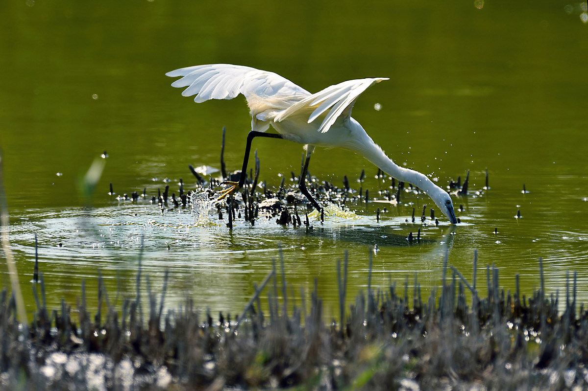 Egret attack