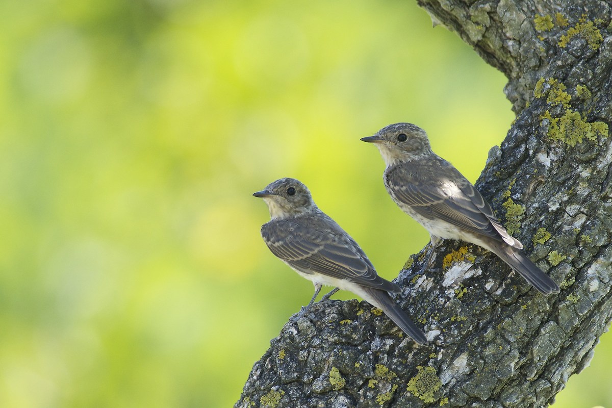 Fratellini(Muscicapa striata)