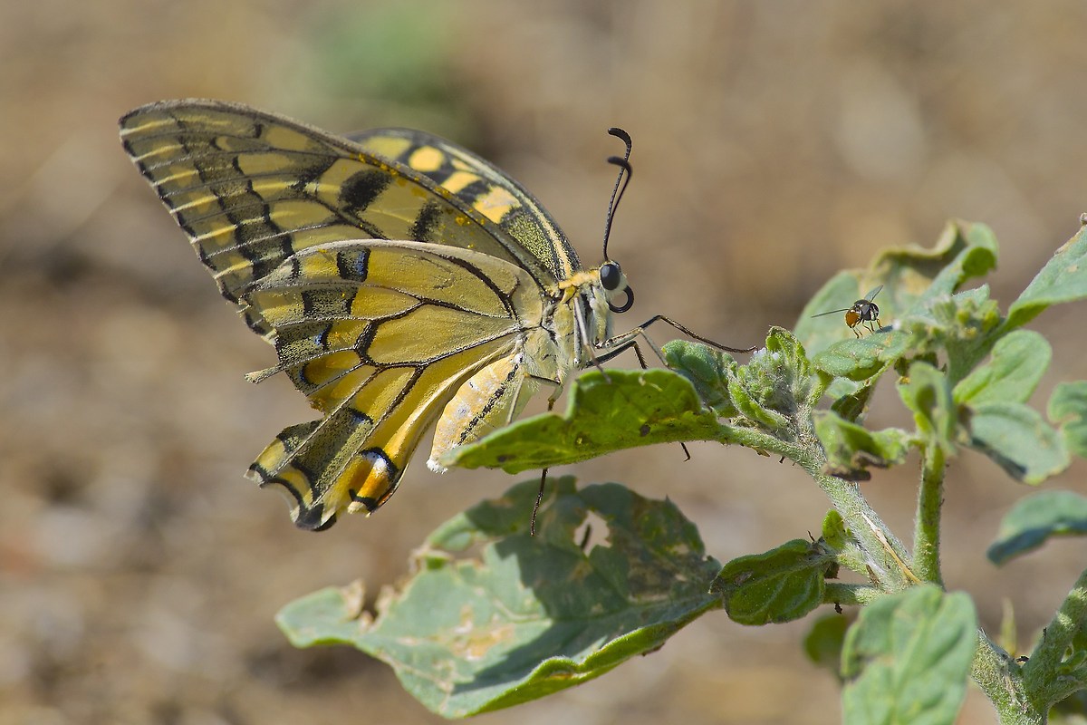 Papilio machaon