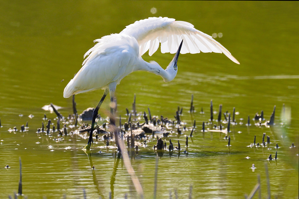Egret curious ....