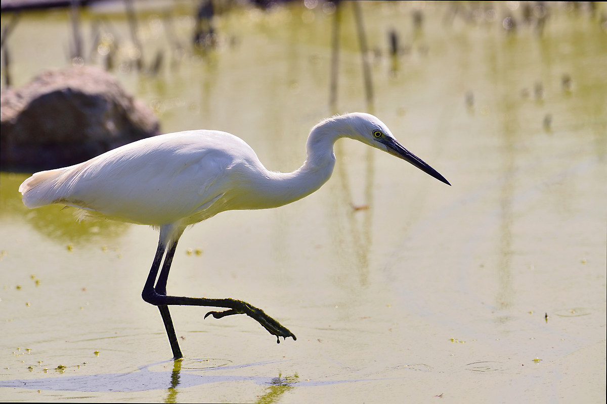 Egret
