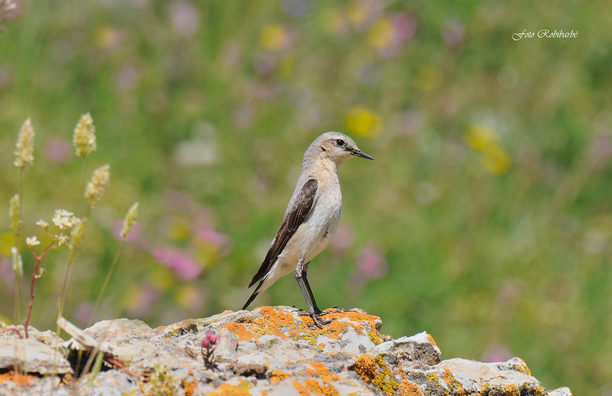 Culbianco...impettito