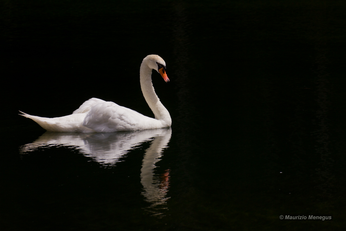 Il cigno reale