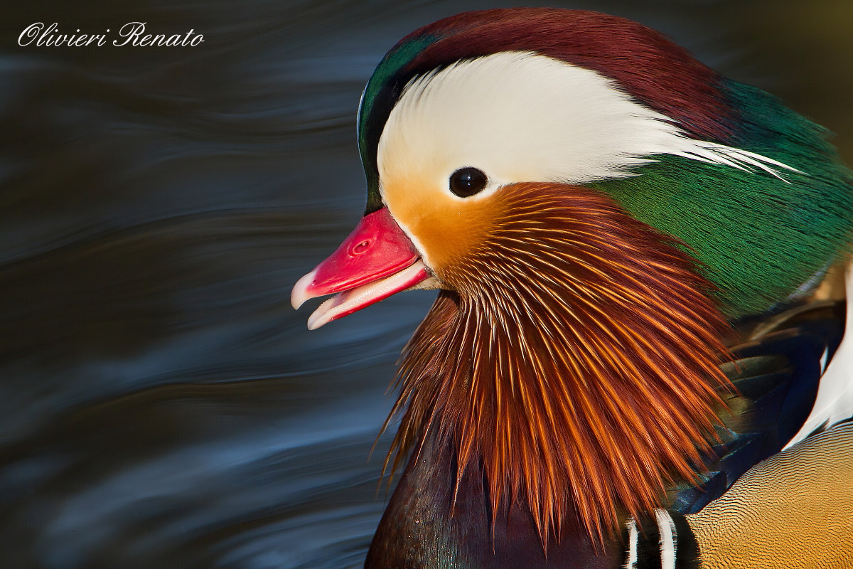 Mandarin duck (Aix Galericulata)
