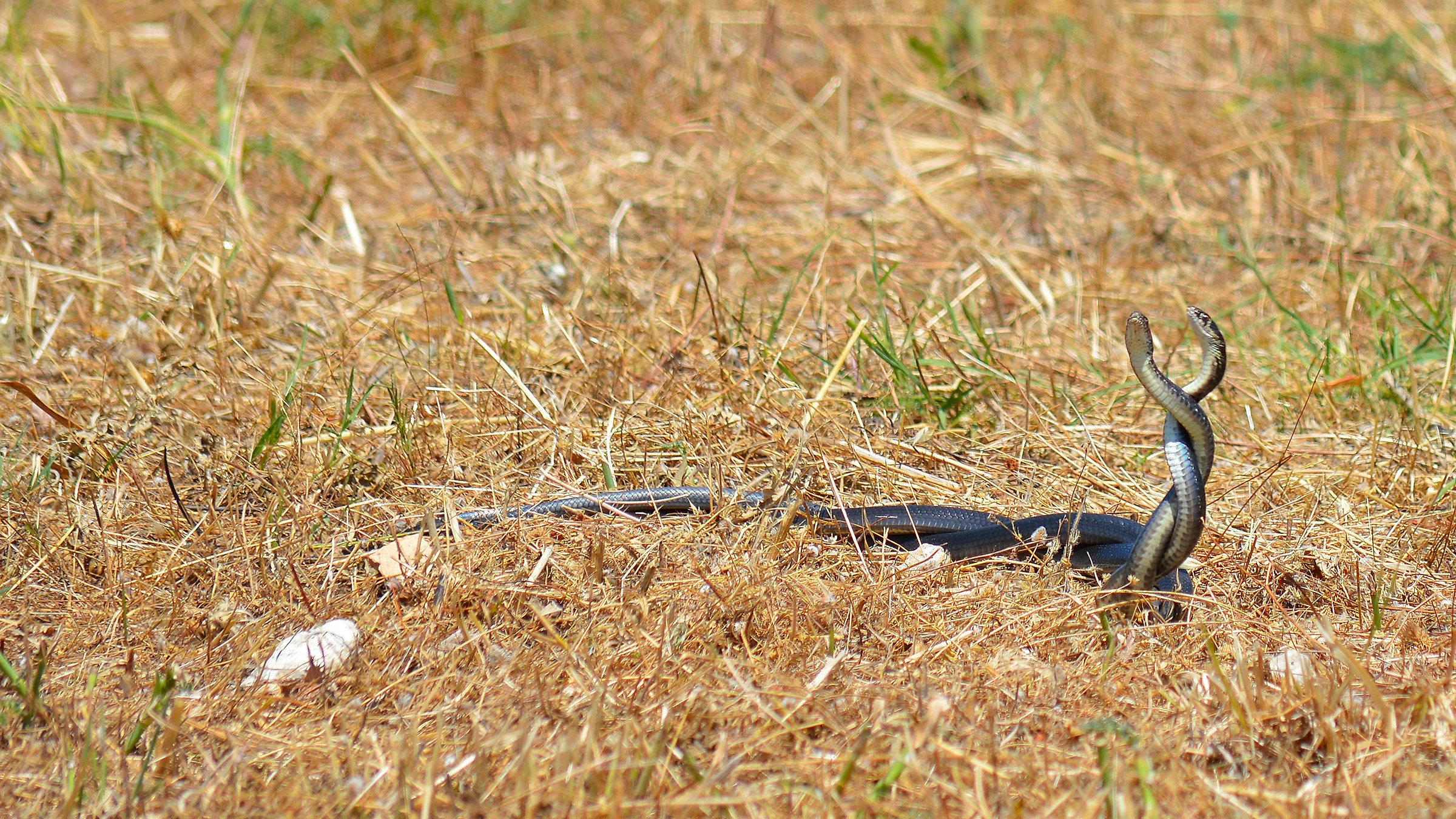 Rat snake - green whip snake