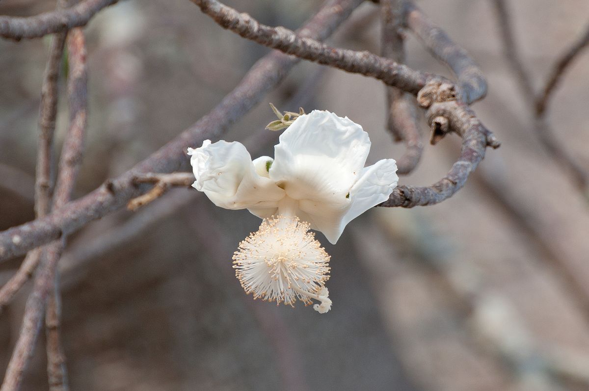il fiore del baobab