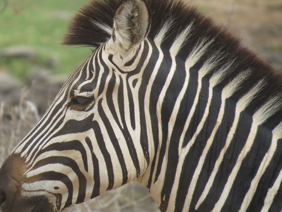 young zebra-