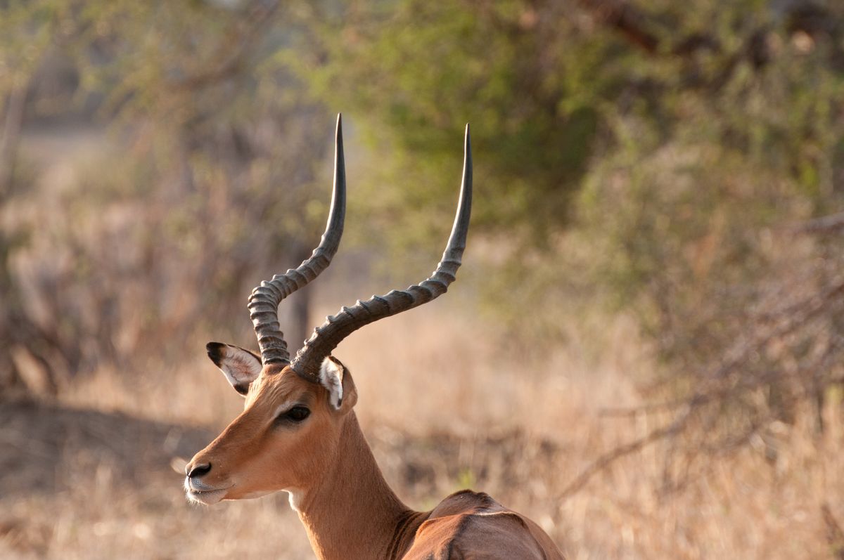 gazzella nel parco Tarangire