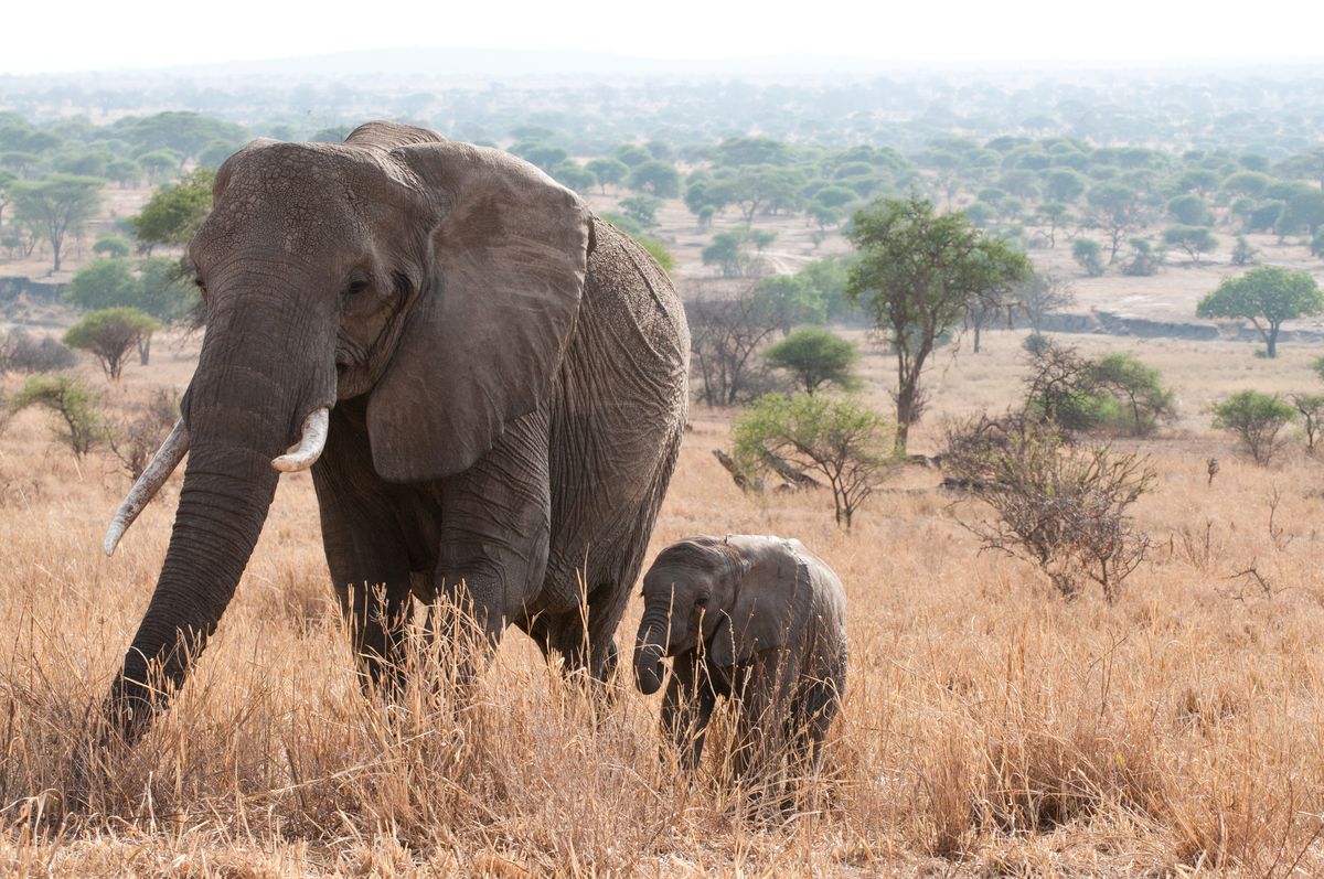 Elefantessa con cucciolo