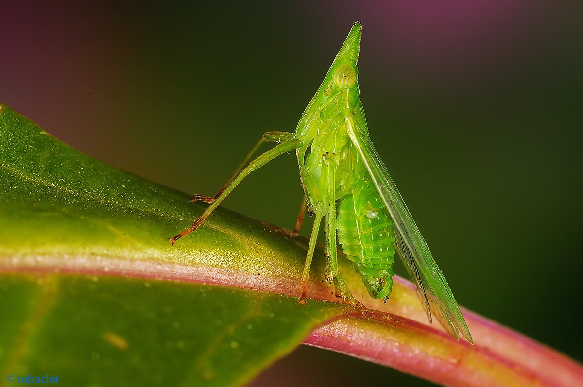 Monsters macrospazio