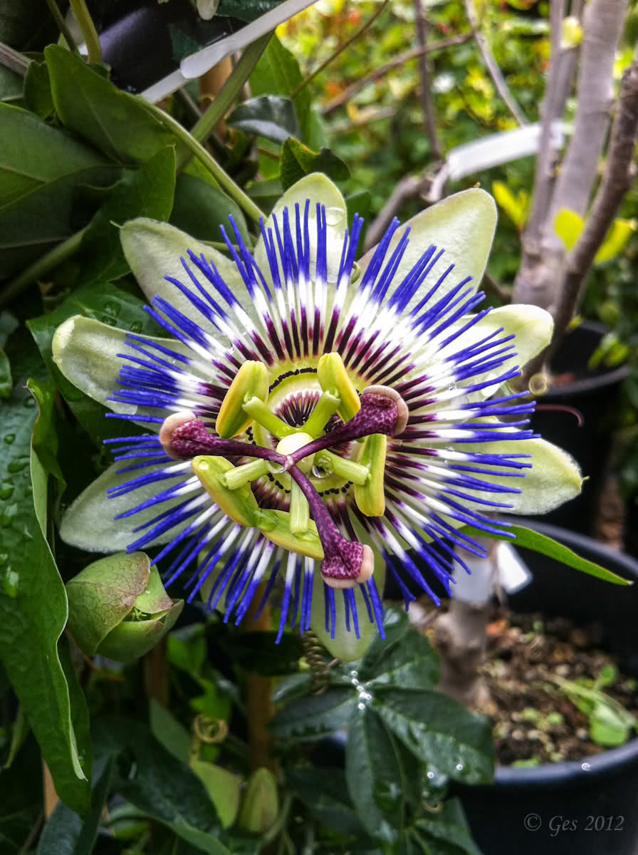 Il fiore della passione