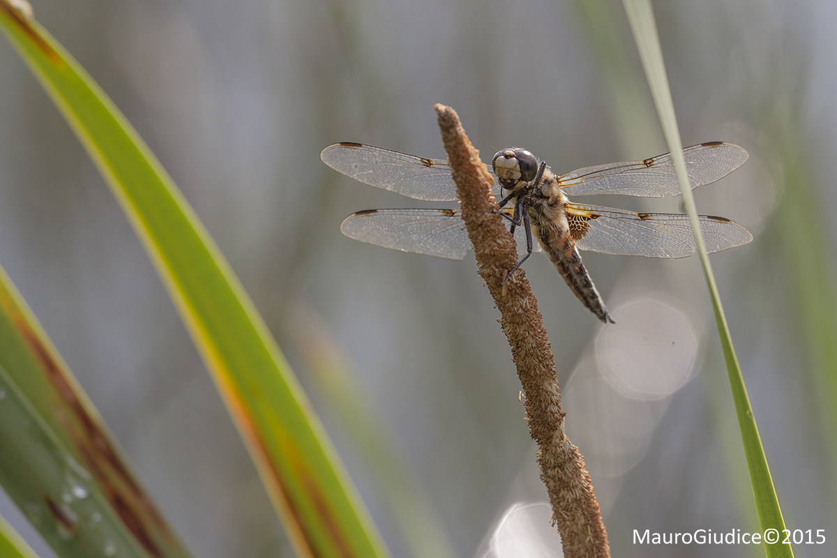 libellula