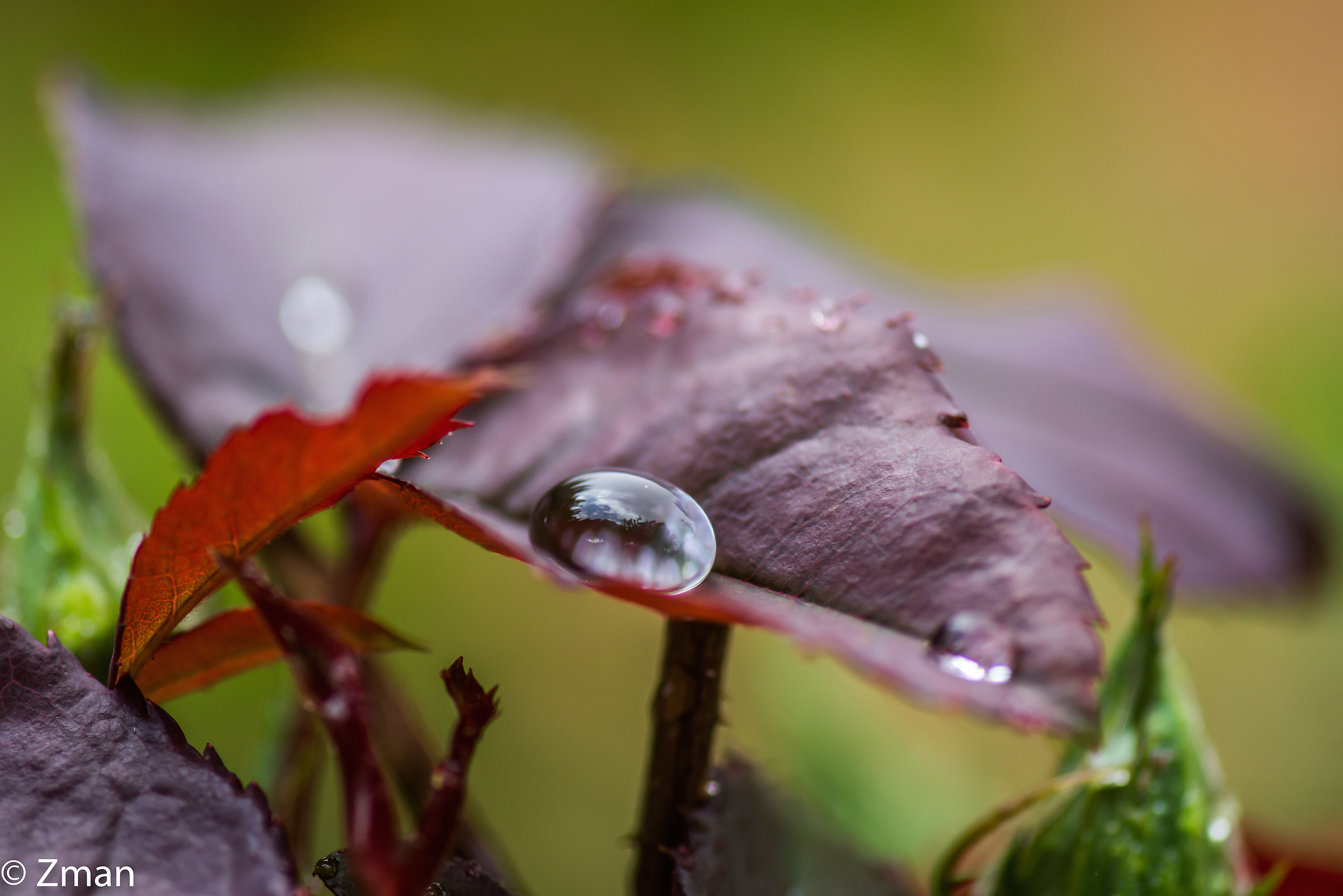 Water Droplet