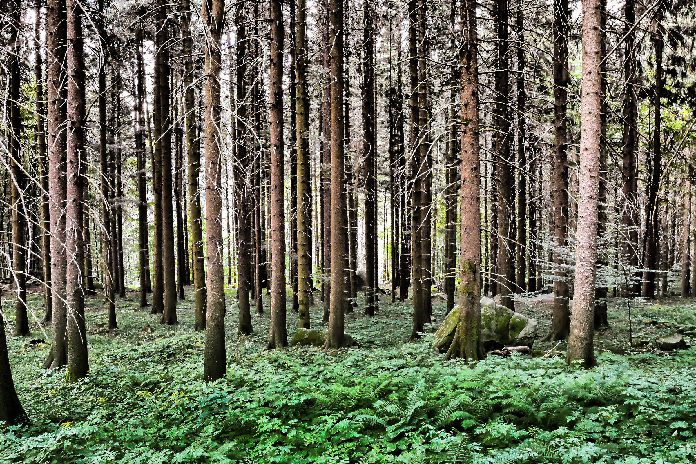 the sound of silence