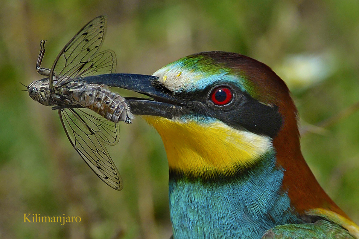 Gruccione con cicala.