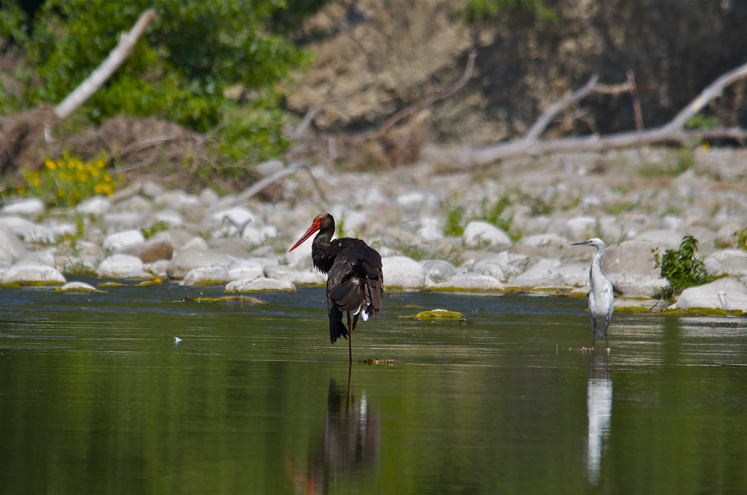 Cicogna nera e Garzetta