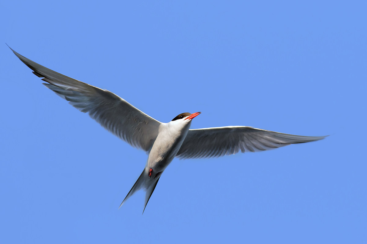 Le grandi ali della sterna