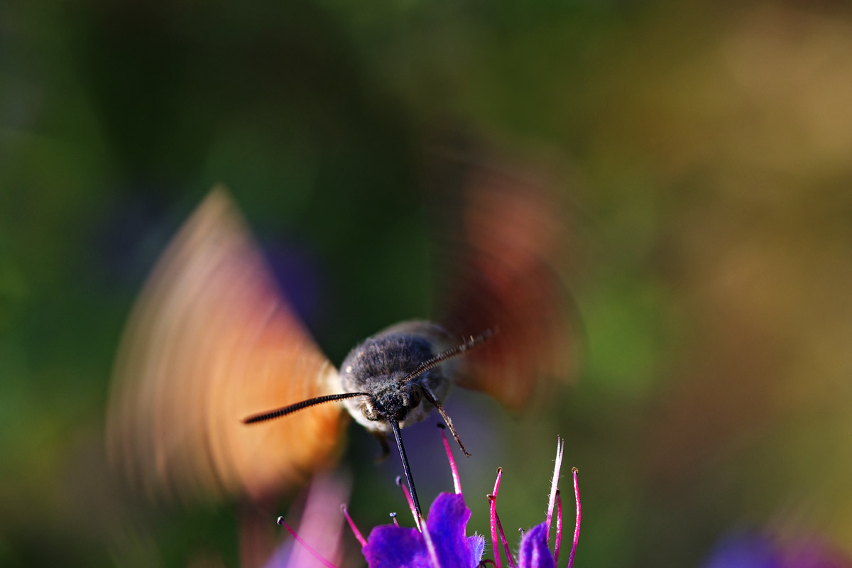 Macroglossum