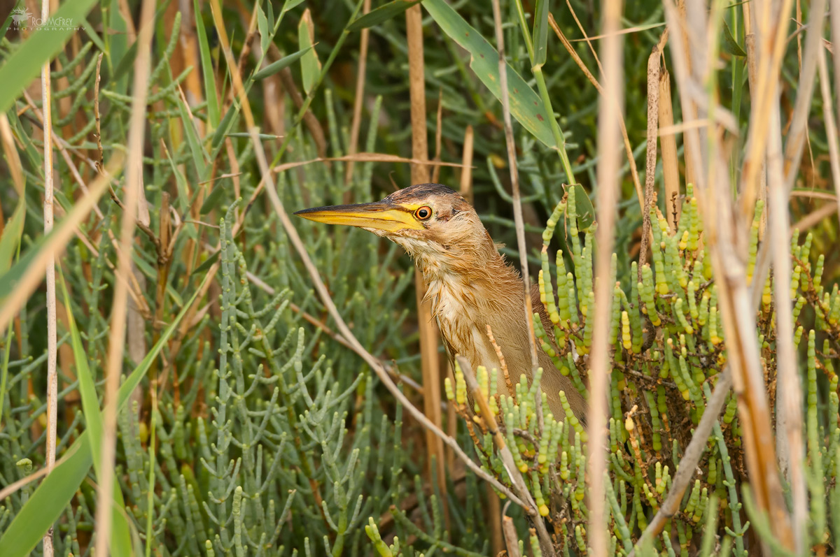 Bittern