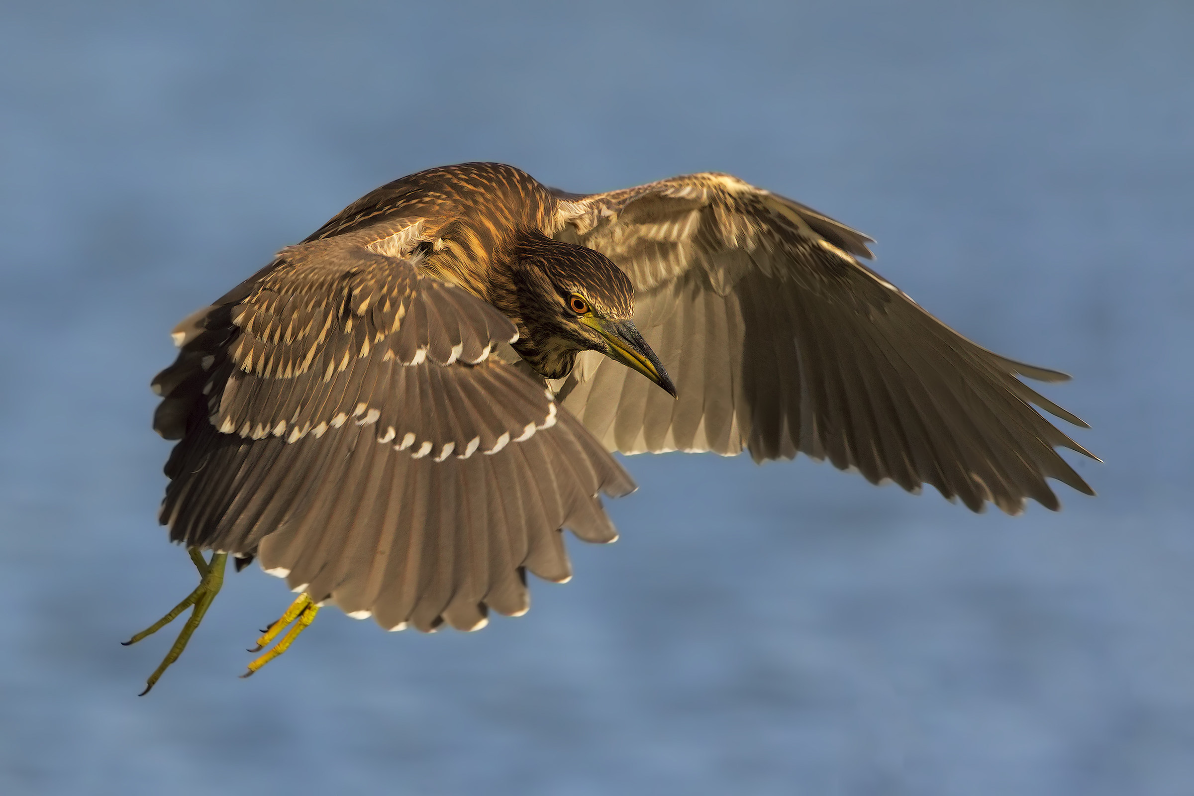 young night heron in flight