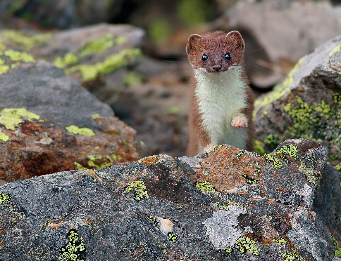 Ermine Juv