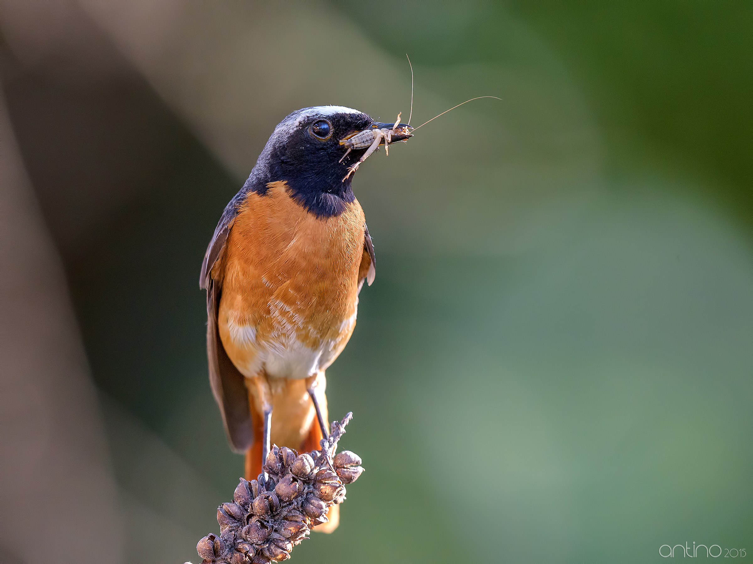 Maschio di codirosso
