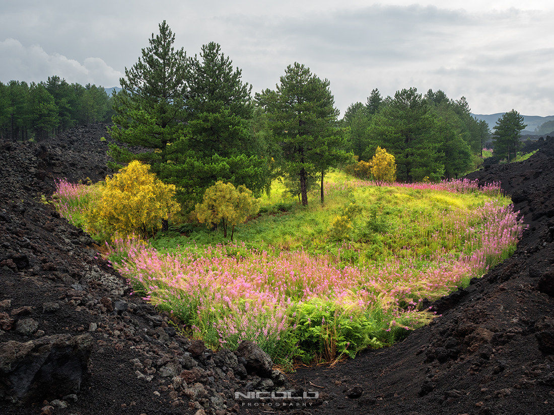 Oasis among the lava