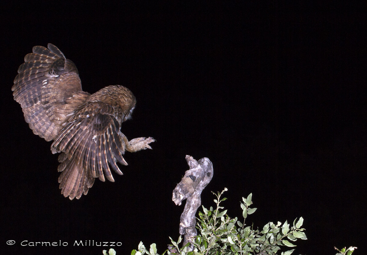 Atterraggio notturno _Strix aluco_