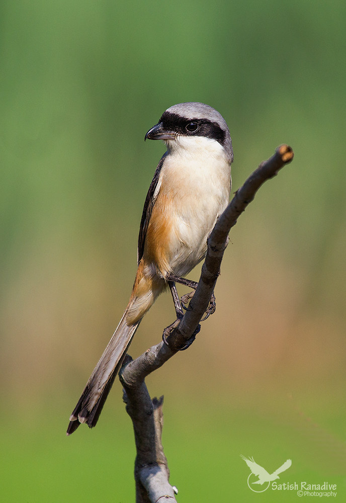 Dalla coda lunga Shrike: vista dorsale.