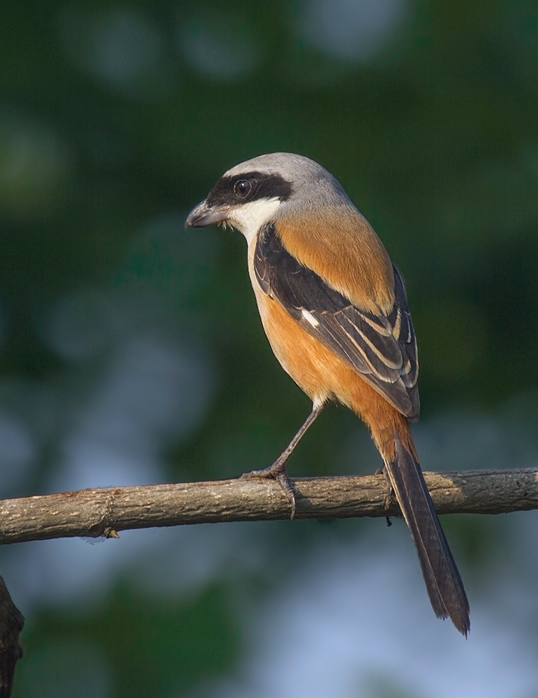 Dalla coda lunga Shrike: vista dorsale.