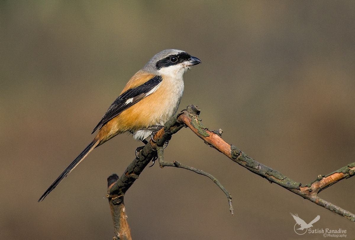 Long-tailed Shrike: profile picture.