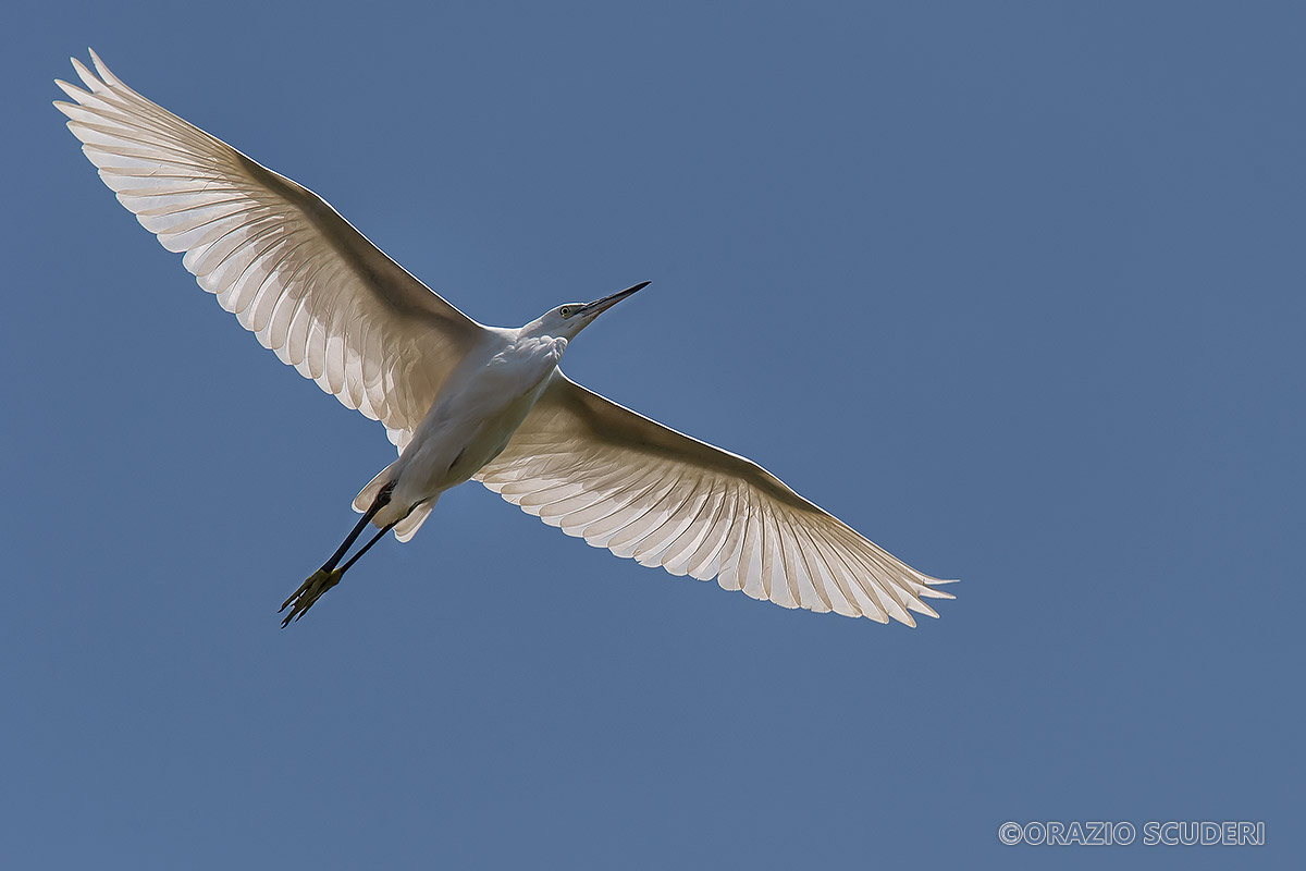 Little Egret X-ray