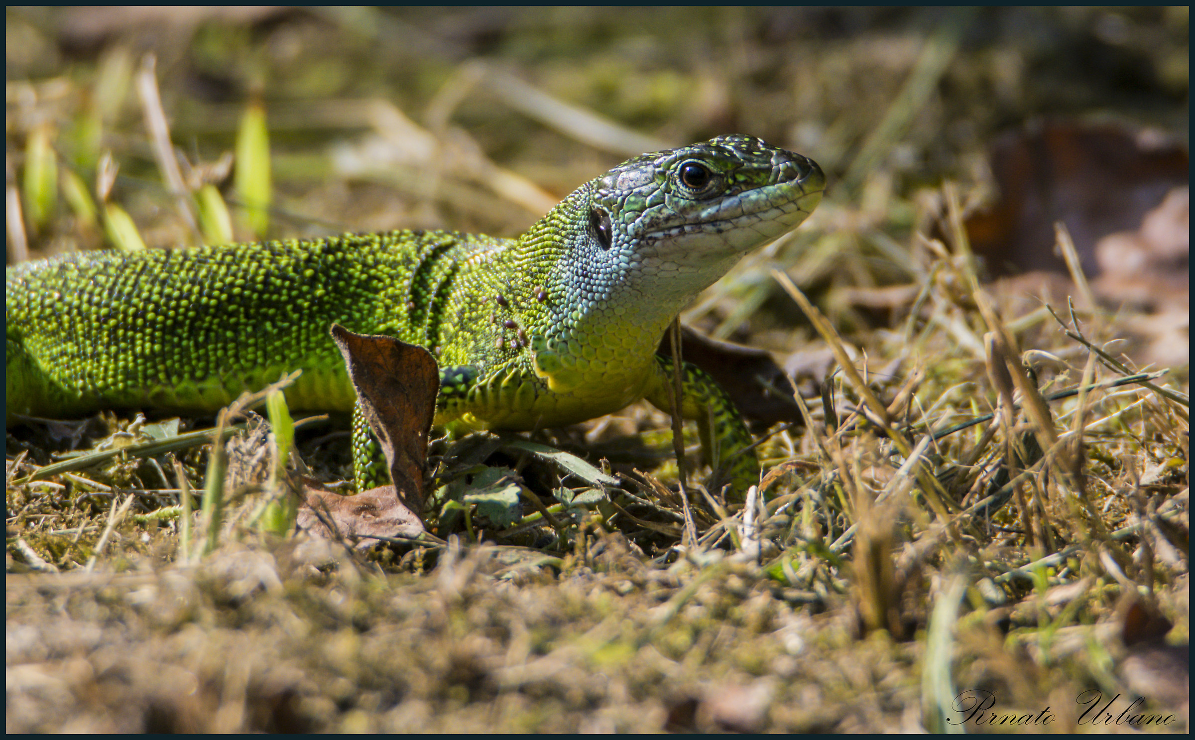 Posing - Lacerta viridis