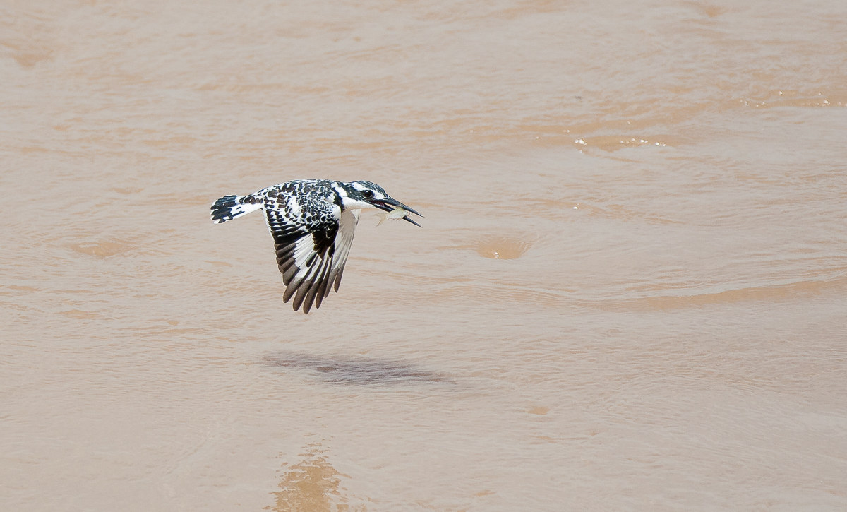 Black and white con preda