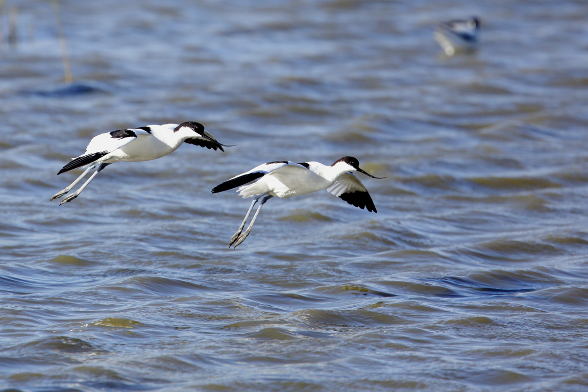 Coppia di  avocette in volo
