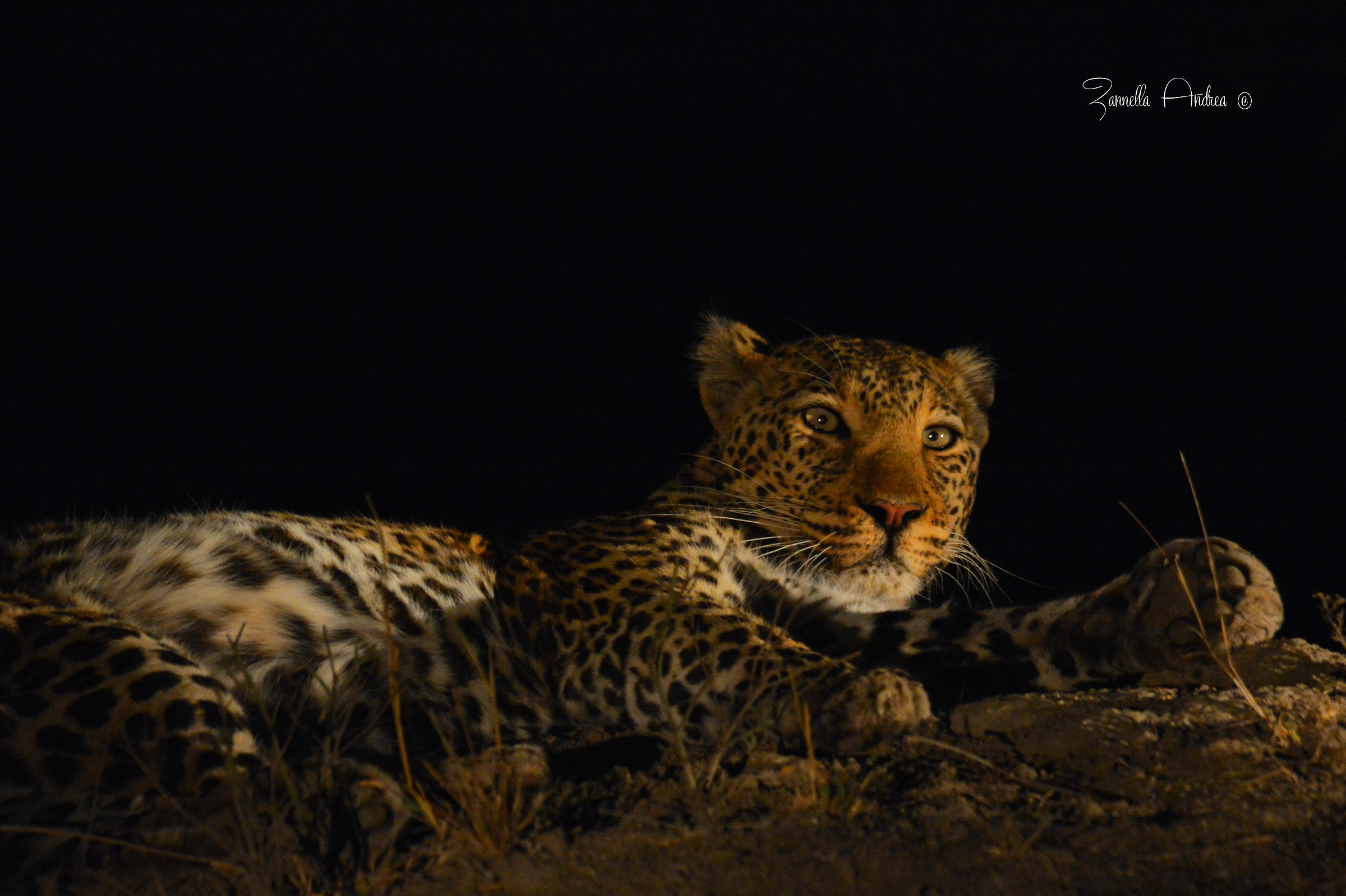 Leopard in to the dark..
