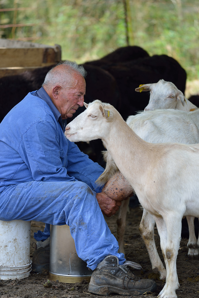 Uno degli ultimi pastori di Campocatino  LU